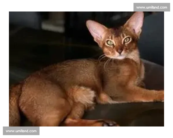 巴舒亚伊痛失爱猫 Kiyo：那个拼尽全力守护的小天使，终究离开了